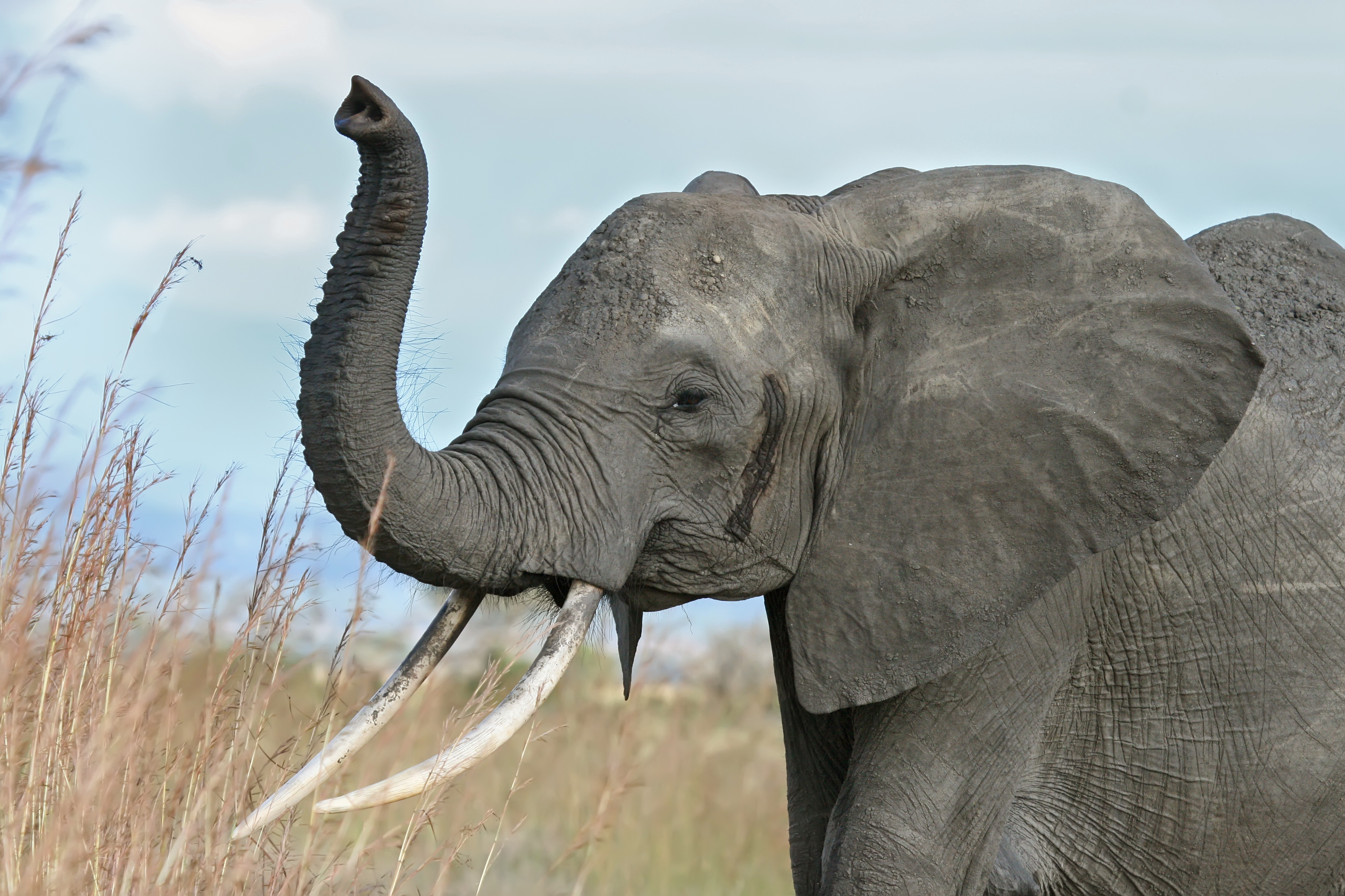 Photo of an elephant